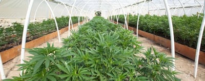 When a Cannabis Processing Facility Became an MEP Coordination Challenge