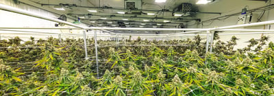 When a Cannabis Grow Facility Required More Than Standard MEP Design