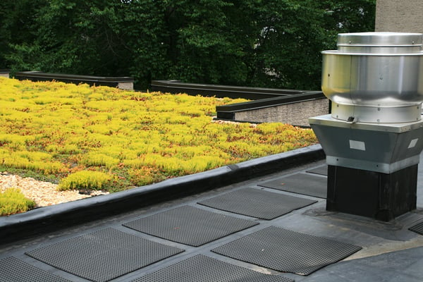 greenroof