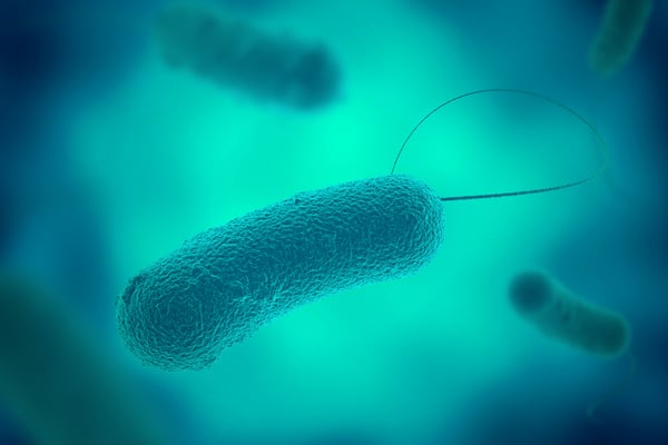 legionella bacteria