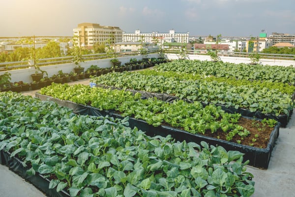 rooftopgarden